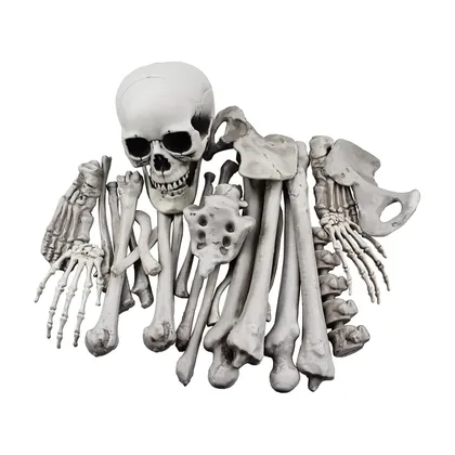 Coffinwood Skeleton, studio packshot on white