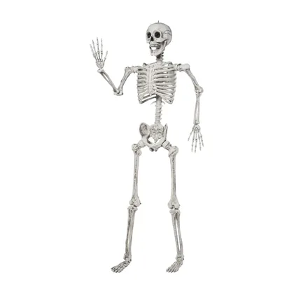 Grimsby 5.6 ft Skeleton, studio packshot on white