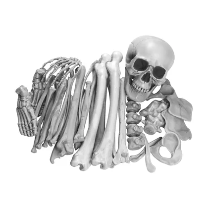 Hexley Skeleton, studio packshot on white